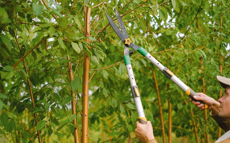 Tree trimming in Calvin, WV