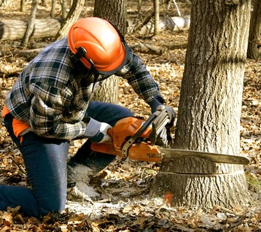 Tree Removal in Calvin, WV